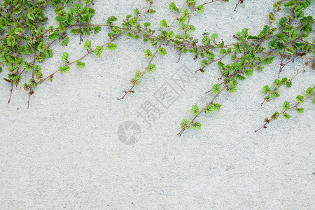 植被墙老的户外高清图片