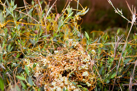 高 Dodder Ccuta 野营草本植物主持人寄生虫草本寄生植物群生活黄色网络绿色图片