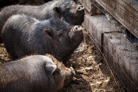 越南微型小猪农场小型猪动物背景图片