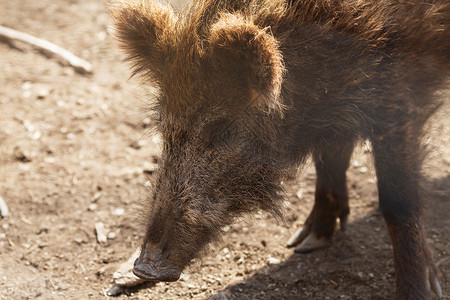 野猪动物背景图片
