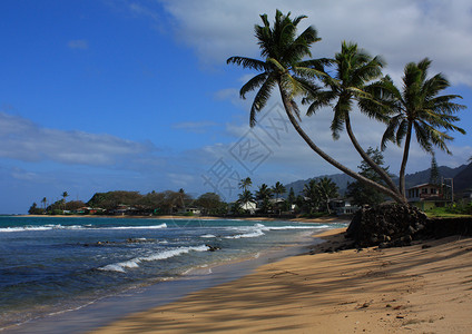 金棕榈夏威夷岛背景