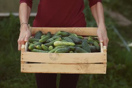 绿色盒子黄瓜收获树叶生产生长蔬菜收成女士植物盒子农产品草本植物背景