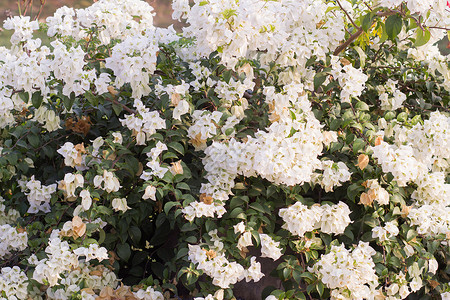 大自然背景上的白果树花朵高清图片