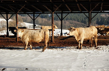 冬天的奶牛家畜草地棕色冻结动物牛肉季节农场黑色农村高清图片