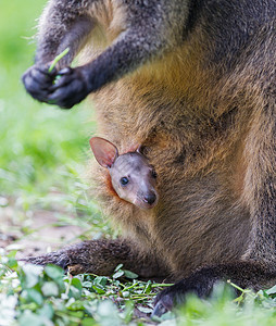 袋龙年轻的动物母亲瓦拉比和一位年轻的Joey小袋鼠栖息地毛皮大脚濒危威胁袋鼠马里巴母亲爪子背景