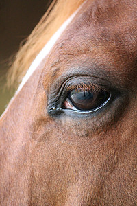 马的眼睛特写超现实的美丽的高清图片