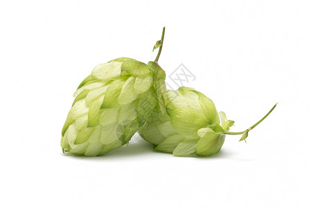 白色背景上跳动的分支苦味花园啤酒厂锥体酿造叶子发酵农业饮料酒精背景图片