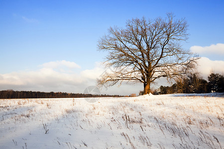 字段中的树天空寂寞草地风景牧场环境天气生长季节孤独背景图片