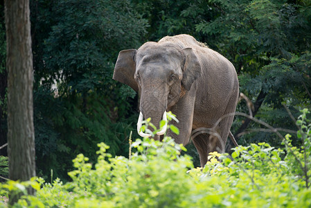 进食中大象自然公园高清图片