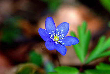 花朵地球森林野花背景图片