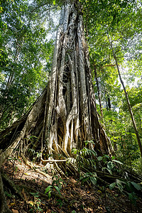 根果根根的唐角公园支撑大树热带国家叶子丛林旅行猕猴野生动物远足凤头树木背景