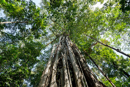 华莱士根根的唐角公园支撑大树树叶旅行树木黑质国家热带野生动物远足阳光多样性背景