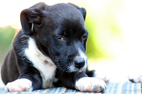 可爱小狗妈妈员工宠物童年篮子母亲职员猎犬白色团体高清图片