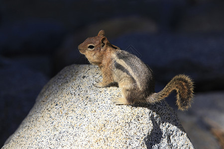 波塔基诺斯坚果野生动物摄影高清图片