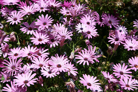 鲜花花朵墙纸植物紫色背景图片