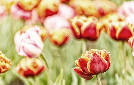 荷兰 多彩多彩的郁金流草地场地花园植物群栽培植物季节郁金香旅行绿色背景图片