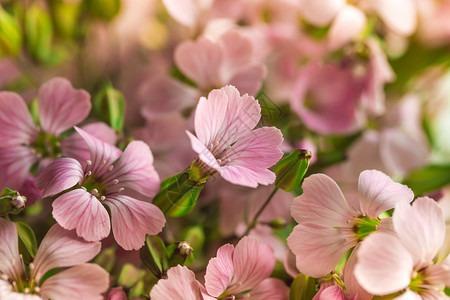 荧光蜘蛛素材荧光花粉红色花朵(红花花)背景