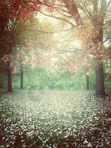 公园中寒冷的秋天背景图片