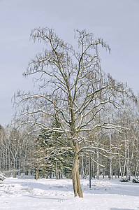 雪豆覆盖着积雪的印度豆树背景