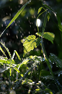 早晨 雨滴在青草上绿色植物下雨天植物群花园叶子背景杂草阳光树叶背景图片