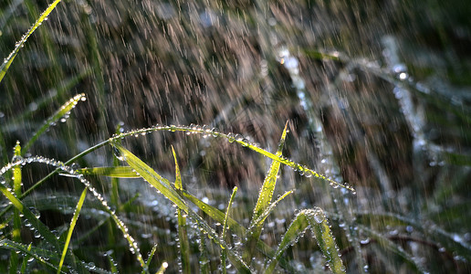 早晨 雨滴在青草上下雨天晴天绿色晨雨植物群树叶花园背景阳光草地背景图片