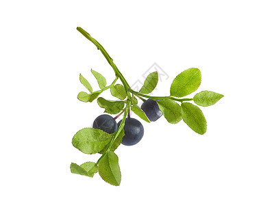 绿色枝条蓝莓分会覆盆子森林树叶衬套蓝色枝条植物生产生活浆果背景