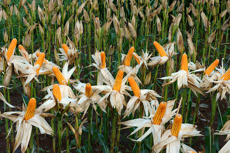 实验花园 黄玉米 越南 农业 玉米种植园谷物植物群植物学生物场地农田领域玉米地农场背景图片
