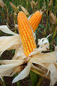 实验花园 黄玉米 越南 农业 玉米场地农村农场种植园植物学植物群测试玉米地生物样本背景图片