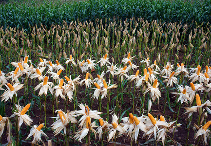 实验花园 黄玉米 越南 农业 玉米生物植物学农田农场领域测试农村种子谷物玉米地背景图片