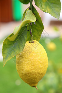 胶合的柠檬和叶子高清图片