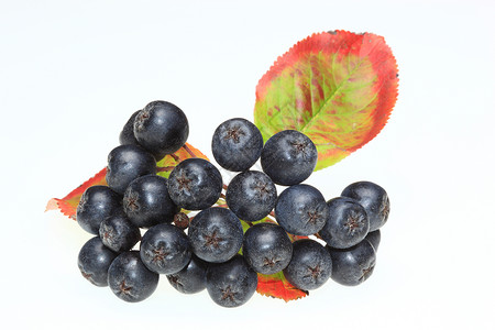 野樱莓阿罗尼亚梅拉诺卡帕植物群农作物食物自然药材营养植物学水果品种自然科学背景