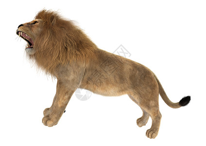 狮子雄狮白色哺乳动物野生动物动物荒野男性国王猎人背景图片