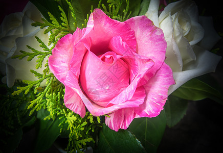 一朵有各种叶子的粉红玫瑰背景图片