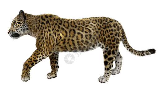 大猫美洲豹危险猎人荒野白色猫科野生动物哺乳动物野猫濒危食肉背景图片