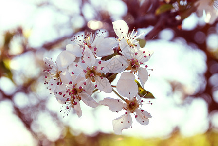 花粉色白色背景图片