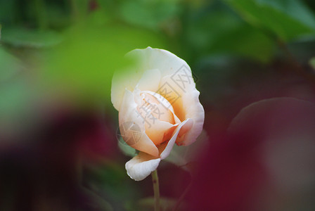 玫瑰黄色白色荒野粉色背景图片