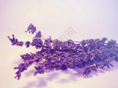 食用盐芳香香气疗法紫色植物背景图片