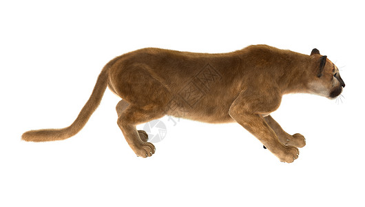 大猫美洲豹同色毛皮猎人猫科白色捕食者食肉荒野哺乳动物动物背景图片