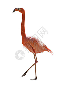 红flamingo白色野生动物动物园粉色热带红色水禽晴天脖子动物背景图片