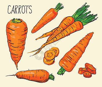 设置孤立在白色背景上的胡萝卜 蔬菜 食物 手绘 轮廓 颜色 线条艺术矢量打印萝卜草图边界绘画发型夹子叶子标签生长背景图片