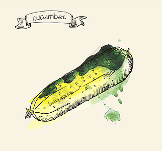 水彩绘制手工绘制的黄瓜陈年图示涂鸦蔬菜餐厅维生素食物沙拉绘画草图水彩插图设计图片