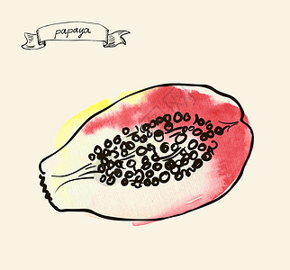 木瓜美食手工绘制的木瓜古典插图插画