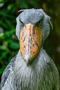 灰色鹈鹕鸟休比尔背景