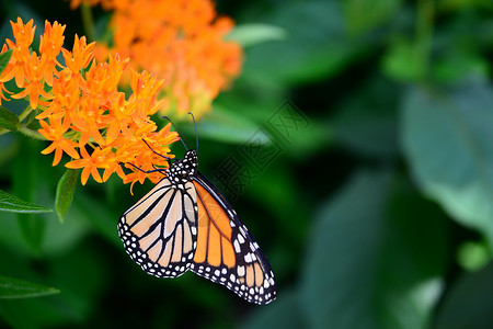 黑橙色君主老虎蝴蝶昆虫翅膀动物橙子背景图片