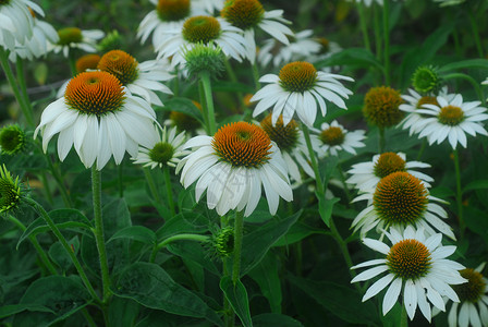 白色的雪花花花热带锥体植物群花园花瓣背景图片