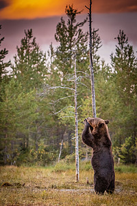 棕熊站立哺乳动物芬兰语高清图片
