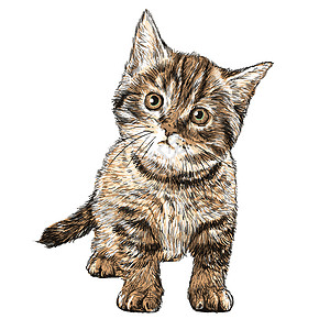 手绘小猫小猫咪毛皮幼兽手绘涂鸦表演哺乳动物友谊草图小猫小动物背景