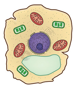 植物细胞结构 细胞解剖的矢量说明背景图片