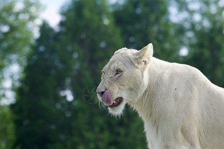 有趣的白狮子的长舌肖像画高清图片
