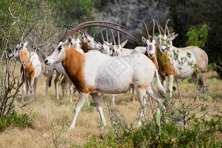弯角羚羊公牛羚羊荒野弯刀团体场地牧场白色哺乳动物野生动物橙子背景图片